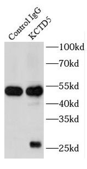 KCTD5 Antibody