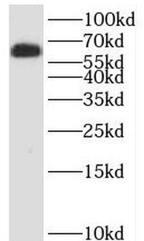 POGLUT3 Antibody