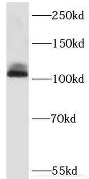 KDM1A Antibody