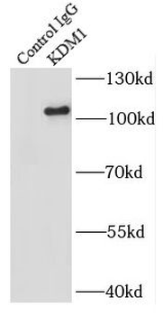 KDM1A Antibody