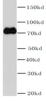 KEAP1 Antibody