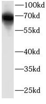 KEAP1 Mouse Monoclonal Antibody