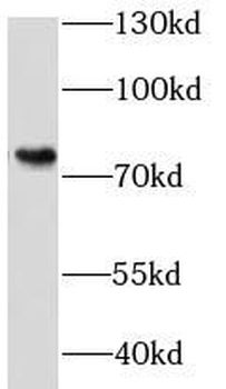 KHSRP Antibody