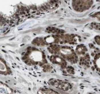KHSRP Antibody