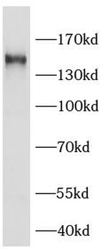 KIAA0319L Antibody