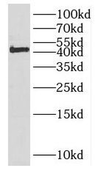 EFCAB14 Antibody