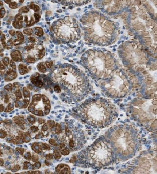EFCAB14 Antibody