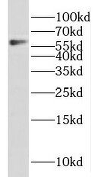 MATCAP2 Antibody