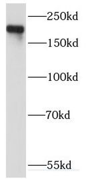 KIDINS220 Antibody
