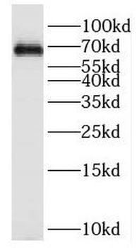 KIF12 Rabbit Polyclonal Antibody