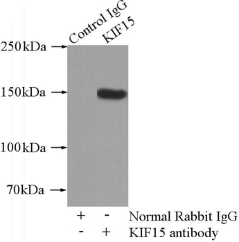 KIF15 Antibody