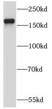 KIF17 Antibody