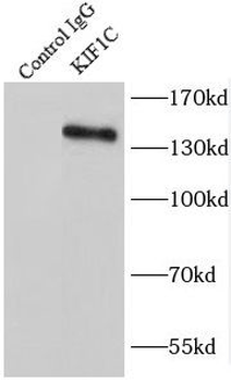 KIF1C Antibody
