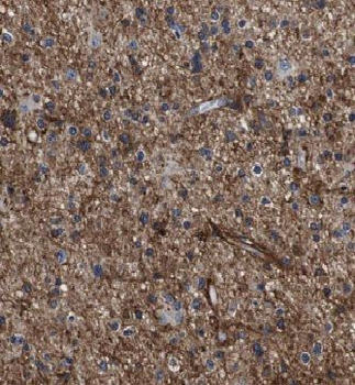 KIF1C Antibody