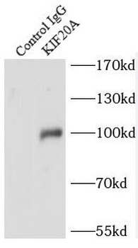 KIF20A Antibody