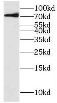 KIF22 Antibody