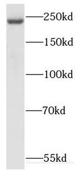 KIF26B Antibody