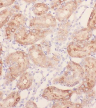 KIF26B Antibody