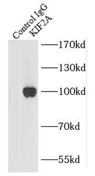 KIF2A Antibody