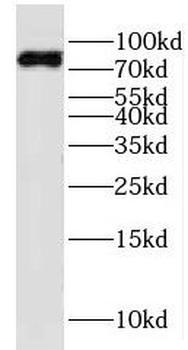 KIF2B Antibody