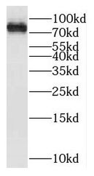 KIF3A Antibody