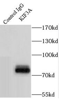 KIF3A Antibody