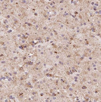 KIF3A Antibody