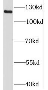KIF5A Antibody