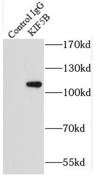 KIF5B Antibody