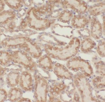 KIF5B Antibody