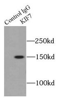 KIF7 Antibody