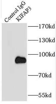KIFAP3 Antibody