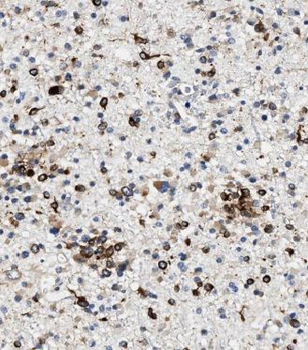 KIFAP3 Antibody