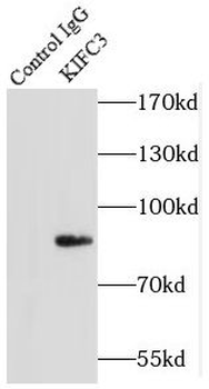 KIFC3 Antibody