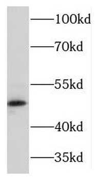 KCNJ11 Rabbit Polyclonal Antibody