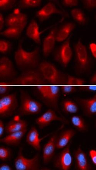 KLC1 Antibody