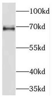 KLC2 Rabbit Polyclonal Antibody