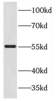KLC3 Antibody