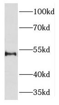 KLF10 Antibody
