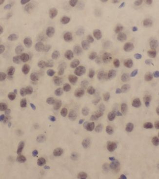 KLF13 Antibody
