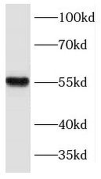 KLF5 Antibody