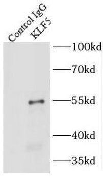 KLF5 Antibody