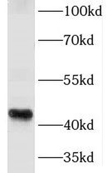 KLF6 Antibody