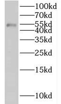 KLHDC3 Antibody