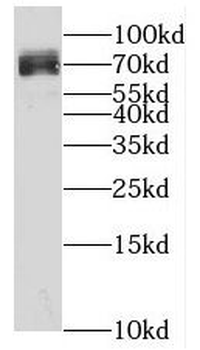 KLHL10 Antibody