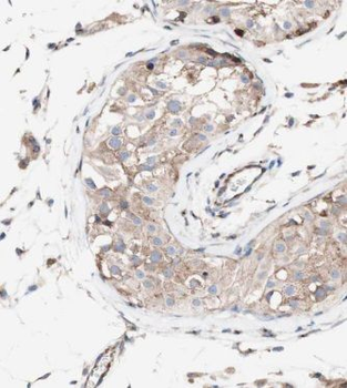 KLHL12 Antibody