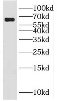 KLHL20 Antibody