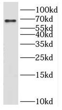 KLHL21 Antibody