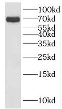 KLHL34 Antibody