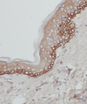 KLRG1 Antibody